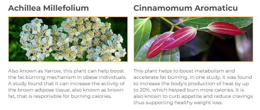 Focus on natural ingredients for holistic wellness.